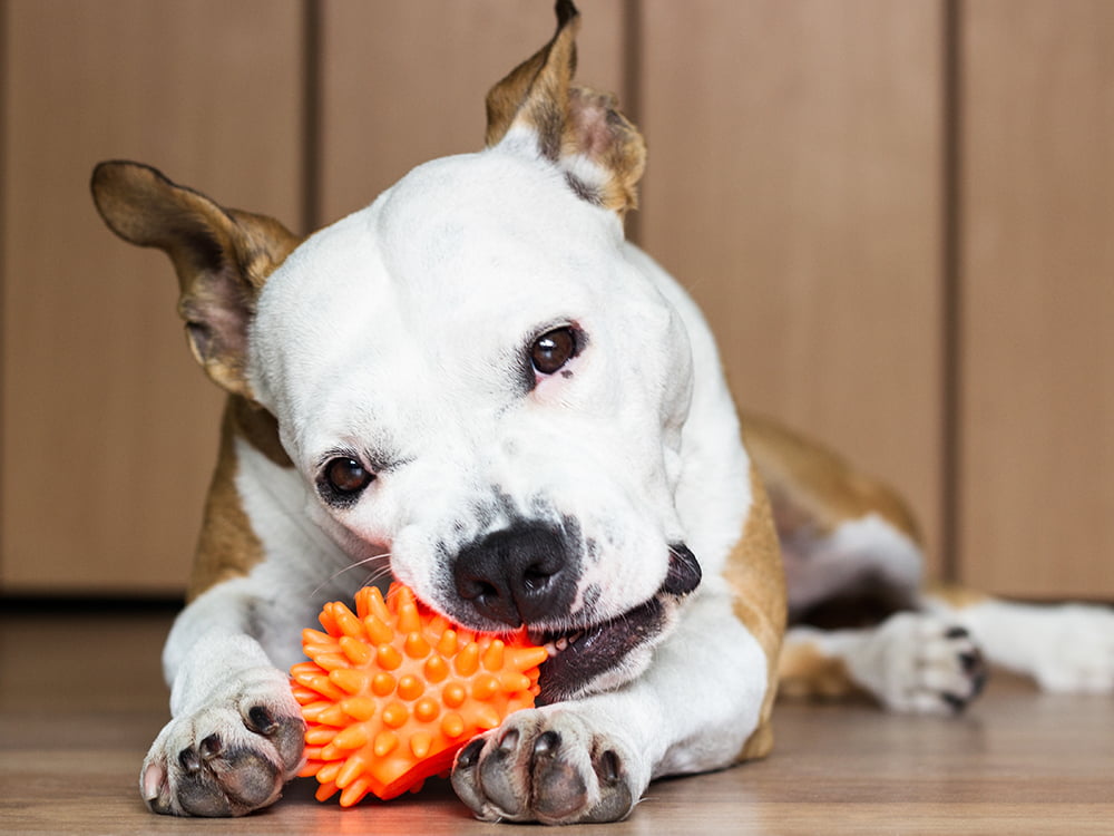 How to Keep Your Pet Entertained While Home Alone